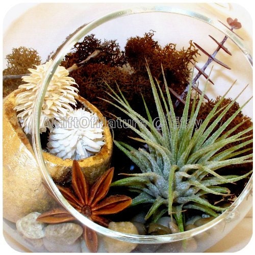 Tillandsia Air Plant Terrarium Kit - Hanging Glass Orb - Airplant Woodland Treasures Globe - Beach Birthday Decorations Housewarming Gift