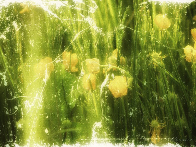 Flower Photography  - spring fine art photo print floral botanical wall art - 8x10 Photograph, yellow green decor