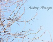 le printemps, 5x7 Colour Print Matted to fit 8x10 Frame, Nature Fine Art Photography, Home Decor, Nursery Decor, Tree, Blue