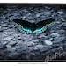 Black and Blue Butterfly Macro Photography Mouse Pad