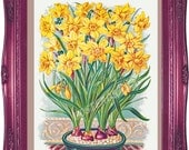 Daffodils POSTER 14 x 18 Large Botanical Print