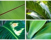 Flower Nature Photography - Plant floral palm green grass leaf photograph set -  Four 5x7 Photographs "Palm Set"