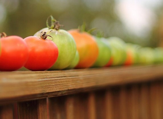 Tomatoes 8x10 Print, Still Life Photography, Kitchen Decor, Garden Photography, Food Photography, Vegetables