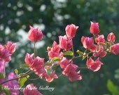 Fine Art Photograph Spring Blossom  Bloom Summer Nature Landscape Pink Flora Nature Wall Art Home Decor