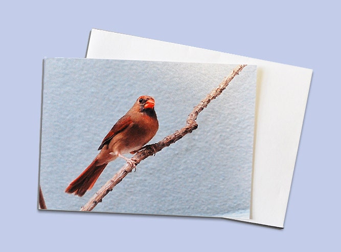 8 Miniature Note Cards-Paper Goods-Blank Greeting Card-Nature Red Brown Finch Bird Spring Summer art gift card