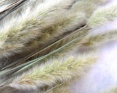 Dried Grass Flowers/Botanicals. Long stemmed goat tail grass, beautifully tactile fluffy seed head.