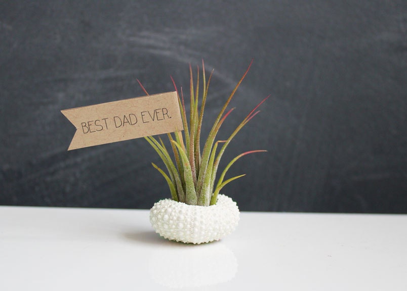 fathers day // air plant garden // by robincharlotte