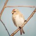 Bird Photography, Redpoll, Nature Photography, Wildlife, Animal Photography, Bird Photo, Animal Wall Art, Bird Art Print, Animal Art Print