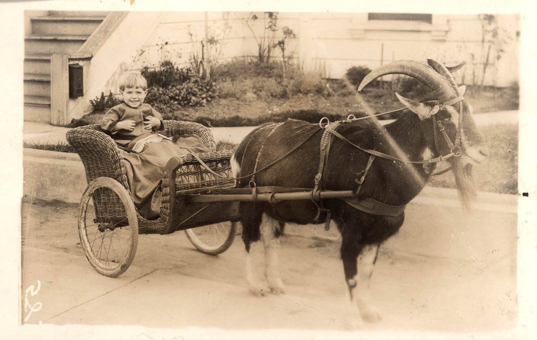 vintage photo Boy in Goat CArt RPPC