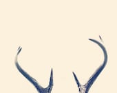 8x12 Antlers