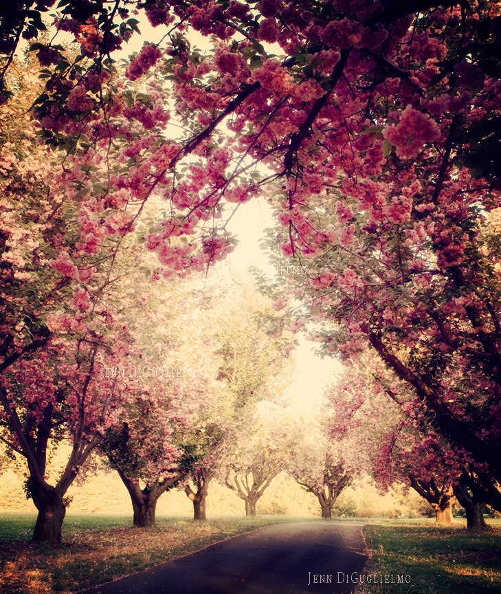 Cherry Blossom Tree Grove - Fine art photography print, pink flowering trees, large print