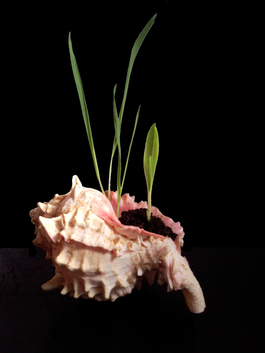 DIY Terrarium Kit Medium Natural Seashell