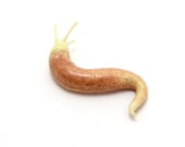 Terrestrial Slug, enamel/brown/4 - lampworked glass figurine sculpture, very lifelike