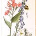 Watercolor Nature Botanical Garden Original Painting Flowers Bee Artwork by Laurie Rohner