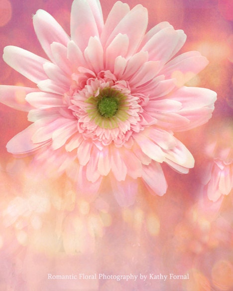 Nature Photography, Gerber Daisy, Dreamy Cottage Chic Daisy, Shabby Chic Pink Flowers, Fine Art Floral Photos 8" x 10" - KathyFornal