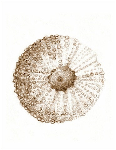 Art drawing print "Notes From a Walk on the Beach" original art Sea Urchin FREE SHIPPING