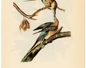 1950 extinct passenger pigeon original vintage bird print - with white crowned pigeon on reverse side