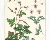Geranium - Vintage Botanical Poster Art  Reproduction -  on 11 x 17
