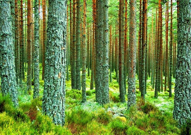 Perpetual - A4 Beautiful Scotland Forest Trees Landscape Photography Print - Green Wall Art Picture Gift for Nature Lovers