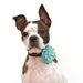 Sweet Pea Wool Felt Flower Dog Accessories