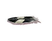 Black and White Budgie Feather - Original Watercolor Nightly Study 674