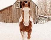 Winter Horse and Barn Photograph, Paint Horse in Winter Scene, Equestrian Art