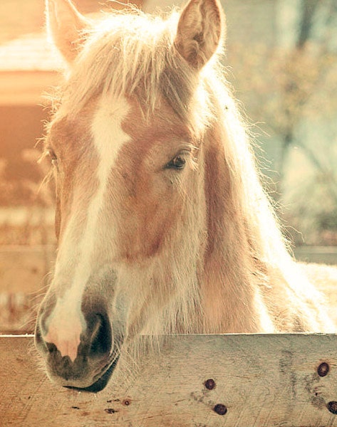 Warm Me Up Sunshine Art, Horse Photograph, Country Art, Farm Photo, Color Farm Photography