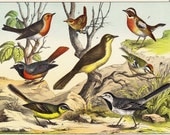 1886 Amazing BIRDS fine chromolithograph, SONGBIRDS,  passerine birds, Western Yellow Wagtail,126 years old gorgeous largue print