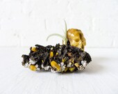 Alienite Air Plant Garden - Wulfenite Crystal w Alien Skull Air Plant Myosura