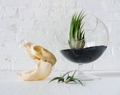Hyrax Skull Garden Terrarium - Real Bush Taxidermy w/ LIVE Air Plant