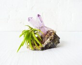 Vera Cruz Amethyst Crystal Island - Air Plant Purple Spring Garden