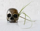 Goonie Gold Skull - Pyrite Carved Crystal Life Size Air Plant Garden