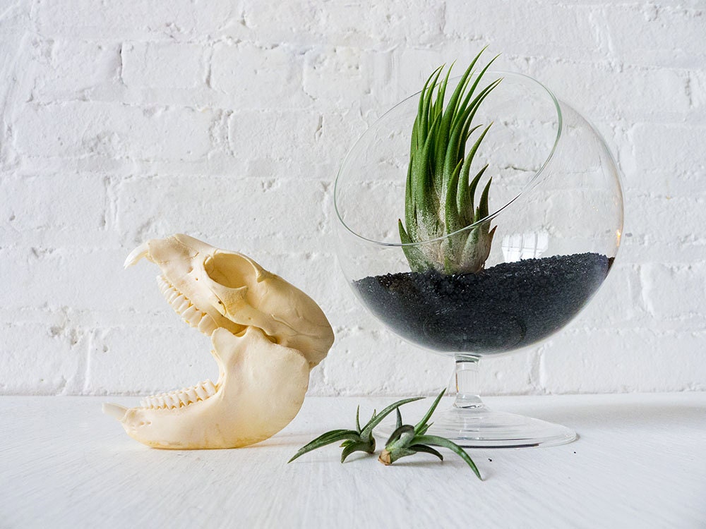 Hyrax Skull Garden Terrarium - Real Bush Taxidermy w/ LIVE Air Plant