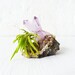Vera Cruz Amethyst Crystal Island - Air Plant Purple Spring Garden