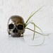 Goonie Gold Skull - Pyrite Carved Crystal Life Size Air Plant Garden