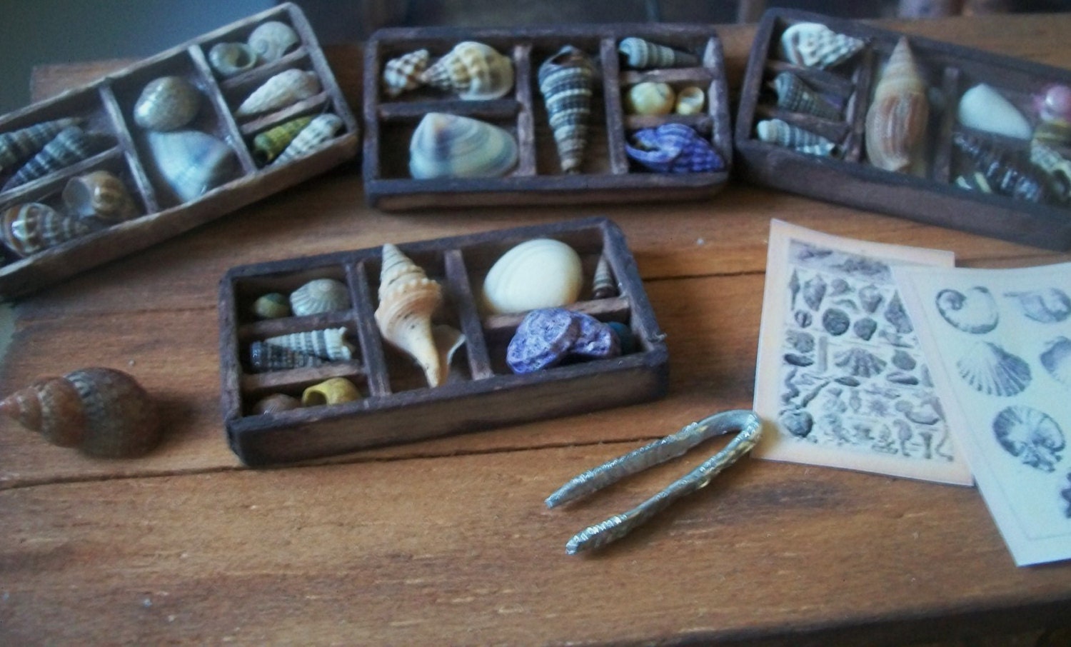 Sea Shell Specimen Tray, Miniature Dollhouse 1:12 Scale, Wood Compartment Tray with Tiny Shells and Prints