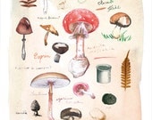 Mushroom poster, Fungi print, Watercolor botanical art, Natural history illustration, 11X14 Kitchen decor
