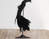Vintage victorian era black feather crow type bird for millinery display with tail and beak