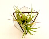 Terrarium, Small Table Top Air Plant Terrarium With Succulent Plant, Terrarium Supplies, Stained Glass, Geometric, Minimalist