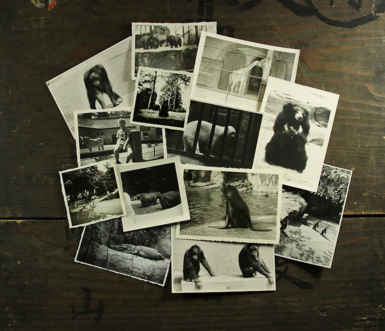13 pc - Vintage Photos "Zoo Collection" Photography, Paper Ephemera, Antique, Snapshot, Old Photo, Collectibles - 0083