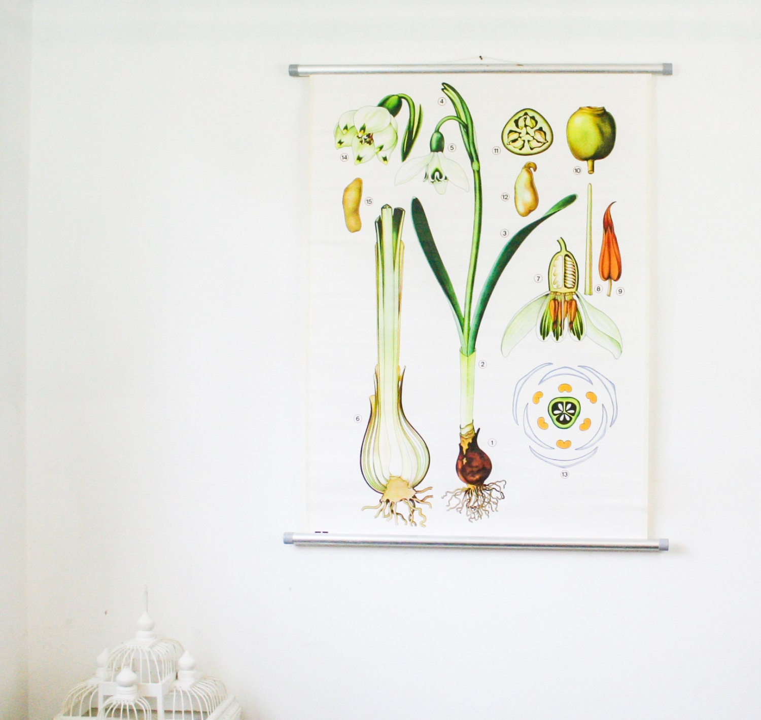Vintage White Botanical Chart, Snow Drop,  Botanical Wall Hanging
