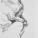 Equine nude 35 - Horse Black Ink Original Drawing