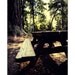 picnic print, picnic photograph, camping, picnic table, nature photography, pine, green, romantic, - A Picnic, 8x12 fine art photograph