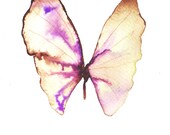 purple green white gold and brown butterfly. original watercolour painting
