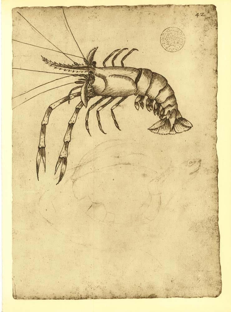 Fresh Water Shrimp Illustration,  Fauna of Maranhao, Brazil, Frei Cristovao de Lisboa