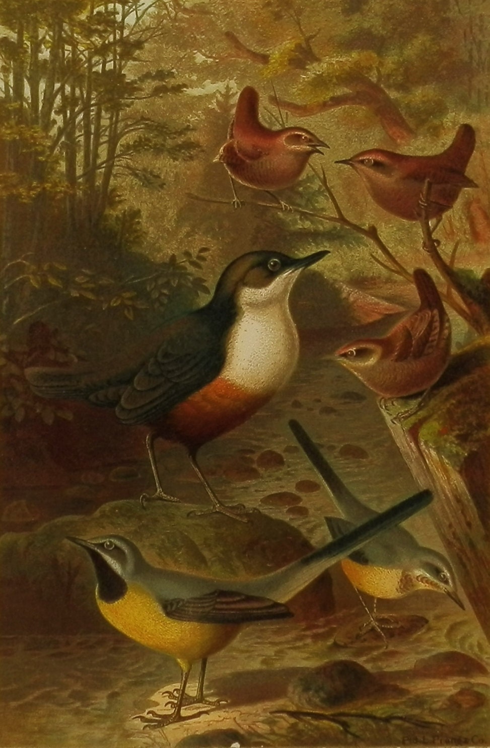 Dipper Wagtail Bird Print, Antique Wall Art, Home Decor, 1880s Bird Book Plate No 10