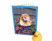 Miniature Toy Poodle Card, Get Well Greeting Card, Blank Dog Photo Card