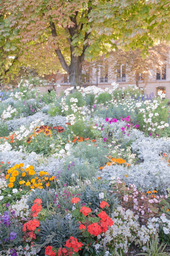 Paris Garden Photo - CIty Garden on Champs Élysées, Colorful Flowers, Trees, Paris France, Home Decor