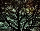 Nature Photography Print. Wonderland. Tree. Rainbow. Winter. 8x10