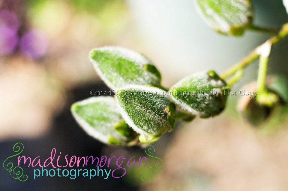 Floral Bud Close-Up Photo - 11x14 Print